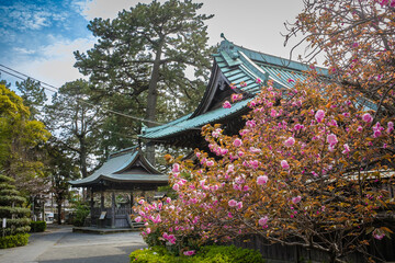 Cherry Blossoms at Shinto Shrine in Shizuoka, Japan