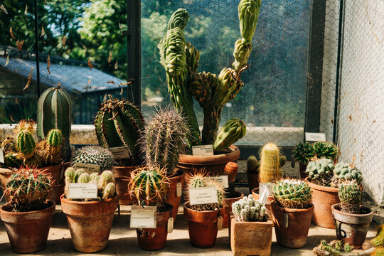 An array of cacti in a sunny greenhouse showcases the beauty and variety of these resilient plants.