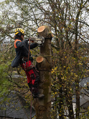 Tree with Ash die back being cut down by a Tree Surgeon - 689214501