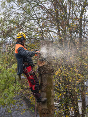 Arborist cutting down an Ash Tree with Ash die back disease