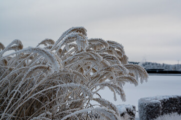 Frozen reed in public park Kumla Sweden