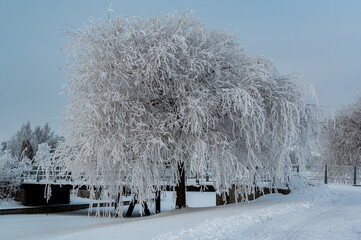 Frozen tree in public park Kumla Sweden