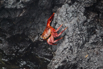 A Galapagos ghost crab on rocks at Puerto Villamil 