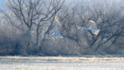 Pair of sand hill cranes flying 