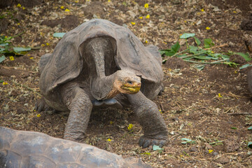 A Hood Island giant tortoise at Charles Darwin Research Station