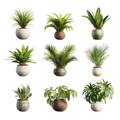 Potted tropical plant on transparent background or PNG file made with Ai generative technology
