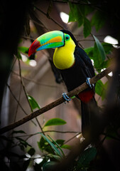 toucan