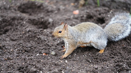 One cute squirrel eating the nut in the forest