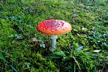 Fly agaric or fly amanita mushroom (lat. Amanita muscaria), poisonous, not edible wild mushroom in a forest, fungus of the genus Amanita, mycology

