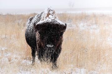 American Bison - Snow