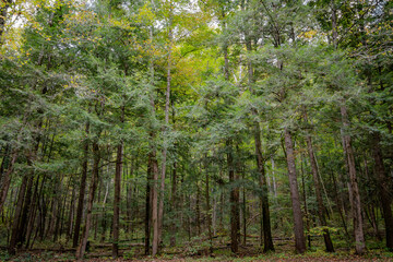 Wide Angle View of The Forest Against a Bright Daylight Sky