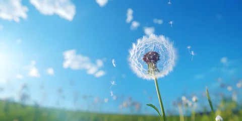 Fotobehang dandelion on blue sky background © Jing