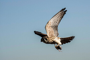 Kestrel Falcon - Colorado
