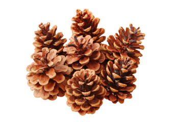 Closeup of group of natural dry pine cones  on transparent background, PNG file