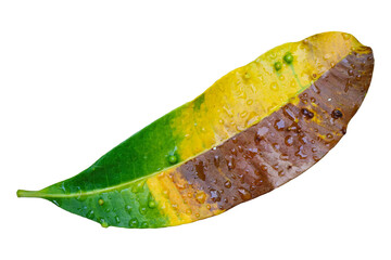 Colorful Fallen Leaf with Water Droplets Isolated on Transparent Background, PNG File