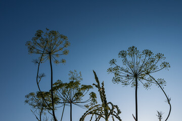 Silhouette of an umbrella inflorescence of dill on the background of the sunset