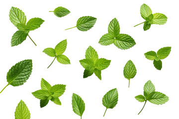 Fresh mint leafs isolated on transparent or white background PNG - obrazy, fototapety, plakaty