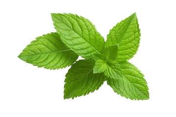 Fresh mint leafs isolated on transparent or white background PNG - obrazy, fototapety, plakaty