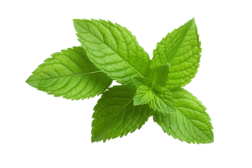 Fresh mint leafs isolated on transparent or white background PNG