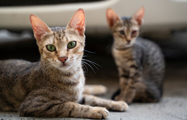 Domestic cat with her son