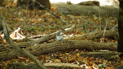 One cute squirrel eating the nut in the forest