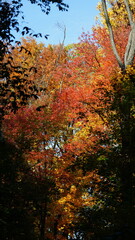 The beautiful autumn view with the colorful trees and leaves in the park