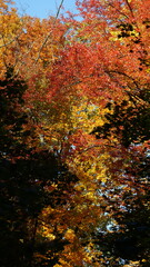 The beautiful autumn view with the colorful trees and leaves in the park