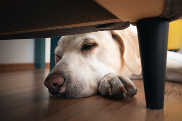 Head of dog while resting at home. Old labrador retriever hiding under chair. .