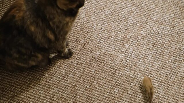 The cat caught the mouse and plays with it. The mouse runs away from the cat. Animal world. A pet. Vole. Playful mood. Cat mousetrap. Funny animals. High quality 4k footage
