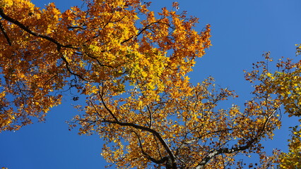 The beautiful autumn view with the colorful trees and leaves in the park