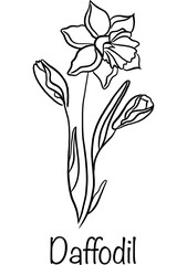 Line art Birth Month Flower of March named Daffodil
