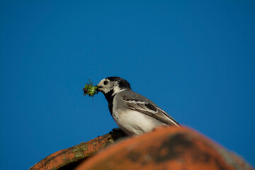 Gray wagtail and sky