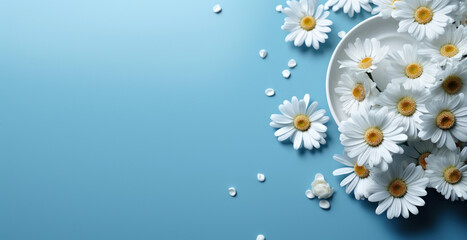 chamomile, daisy flowers on a light blue background with copy space