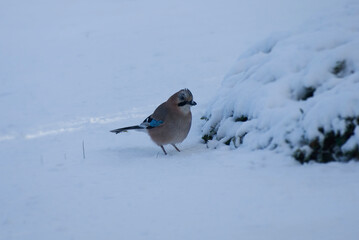 Eurasian Jay (Garrulus glandarius) sitting on snow covered ground in Zurich, Switzerland