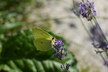 Common brimstone butterfly (Gonepteryx rhamni) sitting on lavender in Zurich, Switzerland