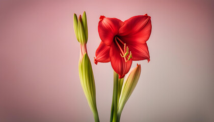 red amaryllis flower with isolated with soft background