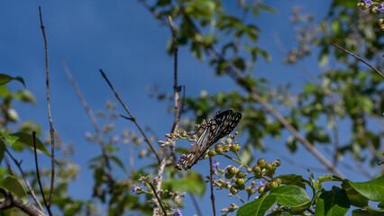 Green and blue nature colors, Butterfly on a flower in the garden. Butterfly on flower.