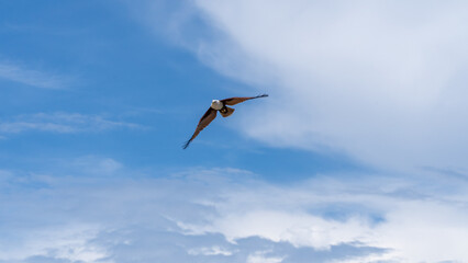 Bird in flight against the blue sky with white clouds. Bird in flight.