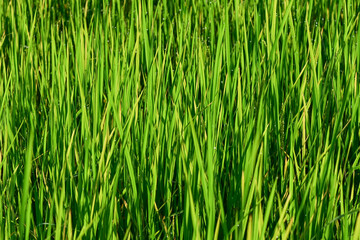 Fototapeta na wymiar Soft light green rice leaves concept. Soft light green background image. Organic rice. Thai jasmine rice.