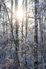 Frozen tree branches in snow covered forest. Backlit by sunlight, no people