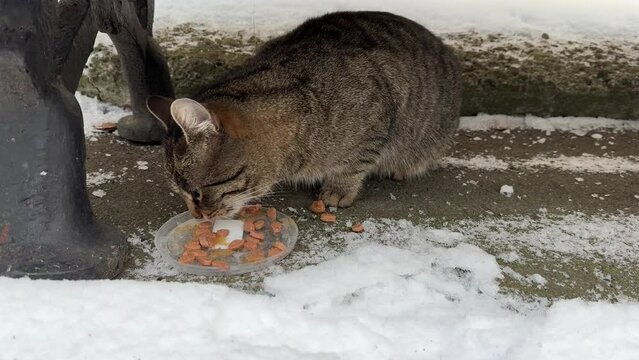 Hungry stray cat eating food in snowy park.