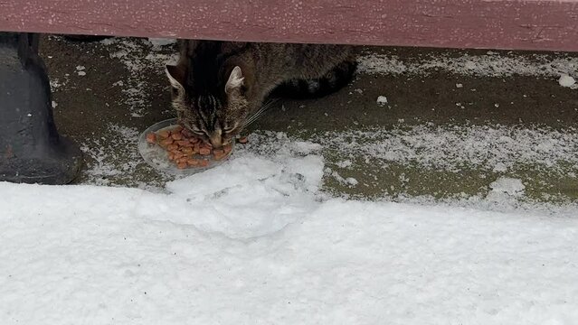 Homeless hungry cat eats food in snowy street.