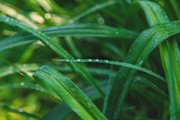 Naklejka premium Water drops on grass leaves. Selective focus.