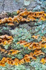 Brightly colored turkeytail mushrooms and green lichens on the base of an oak tree