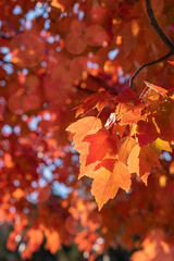 Bright colored leaves of a red maple tree are back lit by the sun