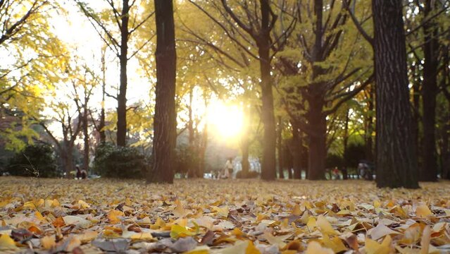 TOKYO, JAPAN - NOVEMBER 2023 : View of orange and yellow Autumn leaves and trees at Yoyogi park in sunset. Japanese fall, foliage and nature concept video. Slow motion shot.