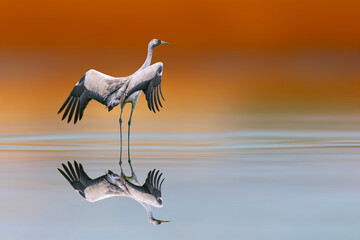 A crane preparing to fly. Colorful nature background. Common Crane. Grus grus. 