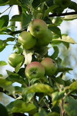 Organic apples Topaz in organic orchard, apple tree.