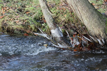 Icicles on a tree trunk in a stream in winter.