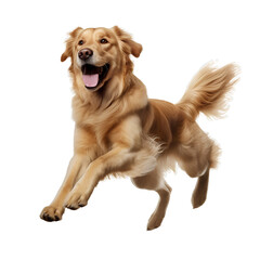 Golden Retriever Cute and happy dog on transparent background PNG, easy to use.